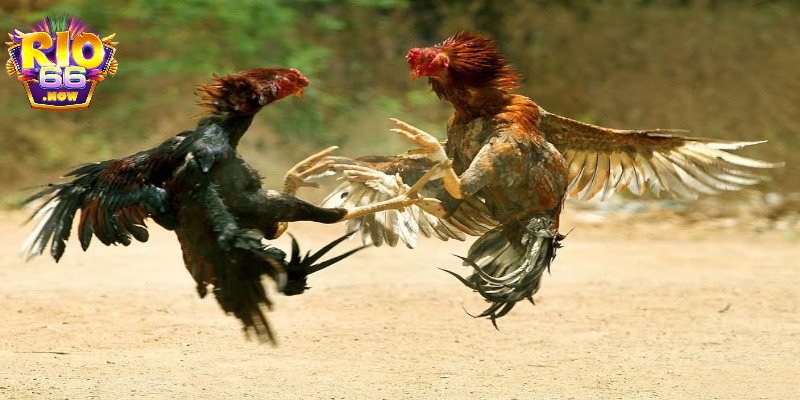 Đôi nét về đá gà đòn thomo