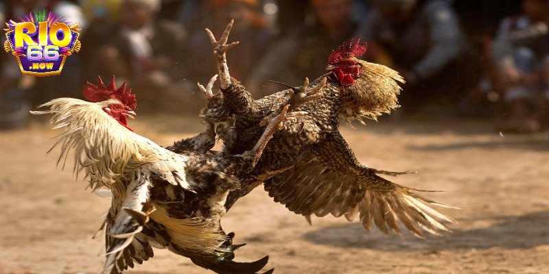 Mẹo đặt cược đá gà toàn thắng