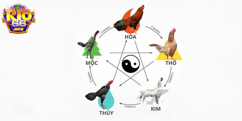 Sắc trắng - Gà có lối đá khéo léo